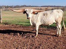 Sunhaven Sweet Sugar 