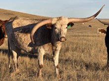 HCR HANGIN' TUFF FLOWER 