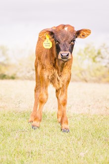 HAPPY 9 X ALLENS PATTY BULL CALF