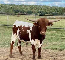 BRR Pacific Star bull calf