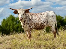 CTA MARASCHINO PEARL 🇺🇸