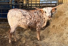 CTA MARASCHINO PEARL 🇺🇸