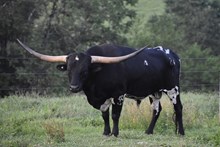 BR Black Magic XL
