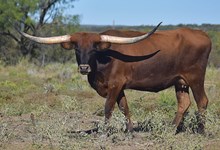 4C AWESOME BEIN  LUCKY