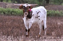 BR Playing with Fire