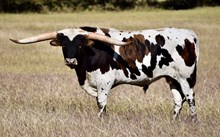 TLS SAFARI WILDFIRE 🔥