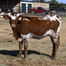 TEXANA TINSEL X KDK WILDFIRE - TAG 5127