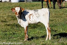 HEIFER 
