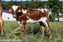 Heifer 