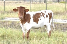 Hangin Tuff x Diamond heifer