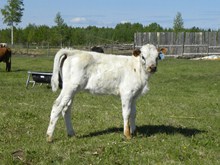 1/14 heifer calf