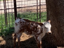 PACIFIC BARBLESS HEIFER CALF