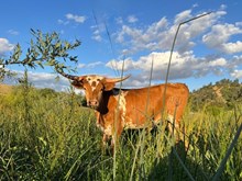 JL Daytona Sweet Chex