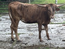 Jam over heifer 2024