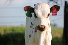 2019 Crystal's Shadow Heifer