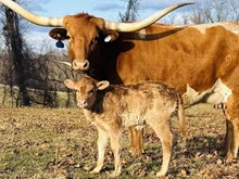 DFF Jeremiah’s Violet