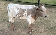 J & T's Samson's Thunder
