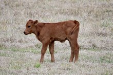 BULL CALF 546