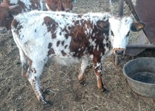 LJR Steer Calf 531