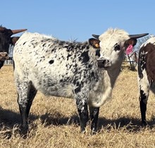 DH COOKIES AND CREAM