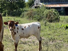 MK Necessary Ruffness 