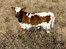 DCT - DH HIRED HAND x RZ BIG GIRL (H)