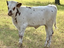 TLS WILD BANDITA 🔥