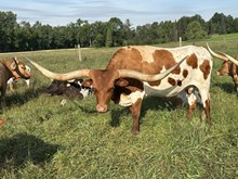 BSL STUFFED WITH SASS