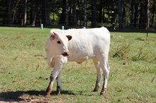 Amber x Pearl Snap Heifer