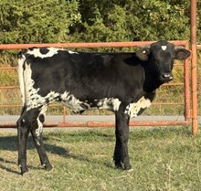 SBF Standard Deduction