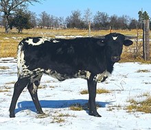 SBF Standard Deduction