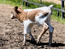 Pacific Happy Face bull calf