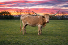 PCC Day ‘N’ Knight 