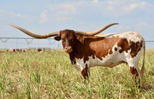 TS Casanova Independence