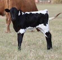 Dark Knight x Tejas Touch Heifer Calf