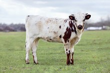 Texas Pearl LP