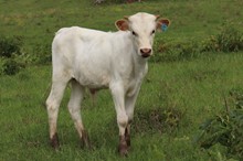 Bull calf 2023 HelloDarlinxPurrdyKat