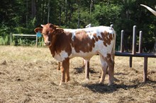 Calamity Jane x Big Stuff (bull)