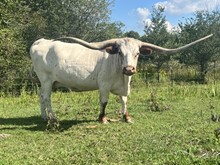 Cersei De Palo Pinto SRC